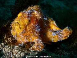 Frogy by Marc Van Den Broeck 